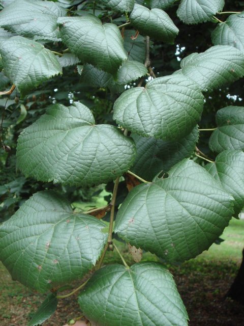 Tilia platyphyllos feuille